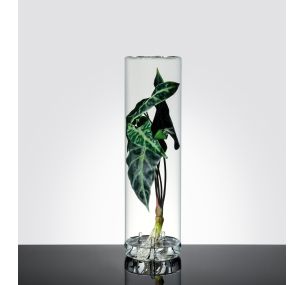 BENIA - vase en verre pour la croissance des bulbes